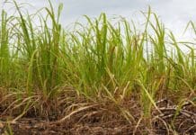 Generating Bioenergy from sugarcane