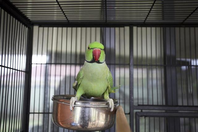 Pang of losing of Liberty – A story about a King and a Parrot