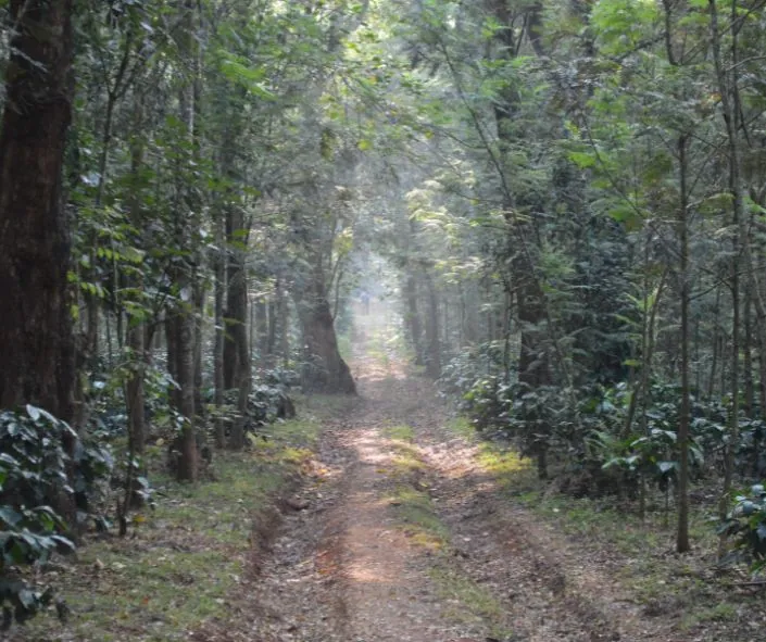 Chickmagalur hill stations 