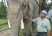 Dr. Sharma, an elephant doctor