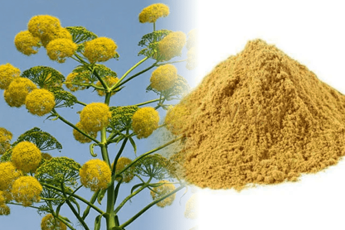 the-most-common-spice-in-india-but-never-grow-before-asafoetida-hing