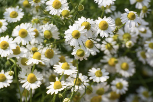 Chamomile plant