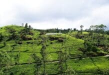 Warning signs for India fromSri Lanka’s agrarian crisis
