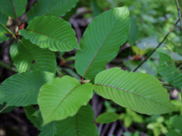 Health benefits of kratom leaves