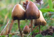 Magic mushrooms may be an alternative depression treatment