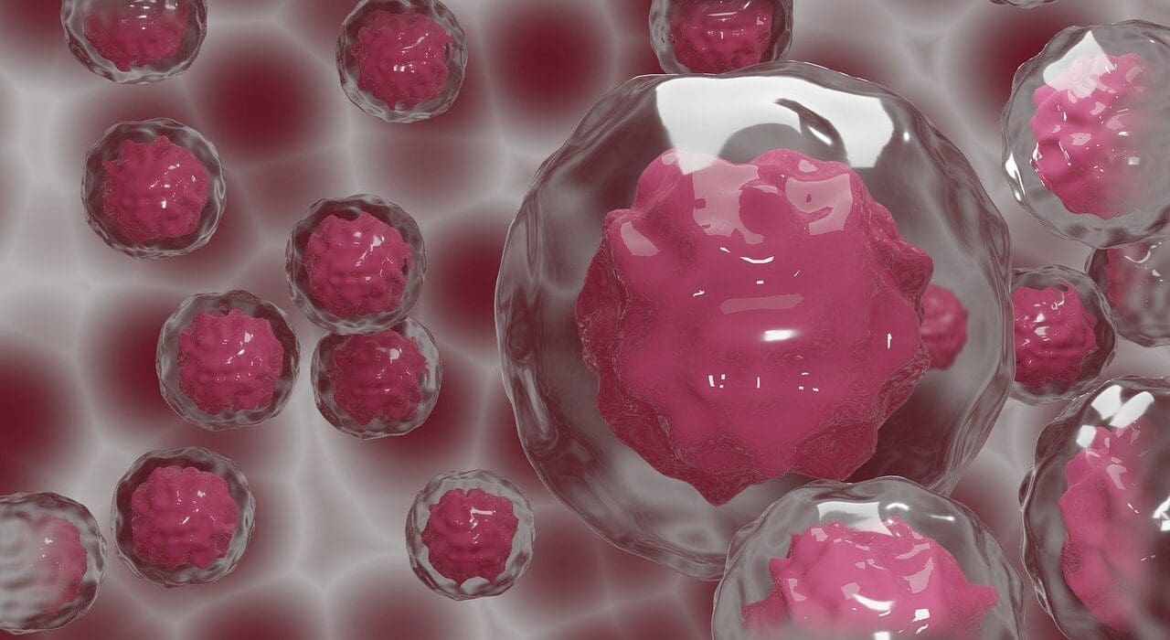 embryo artificial organs from human DNA