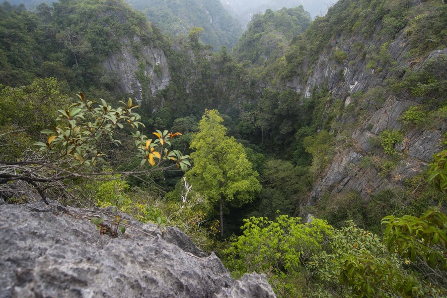 tallest tree in China
