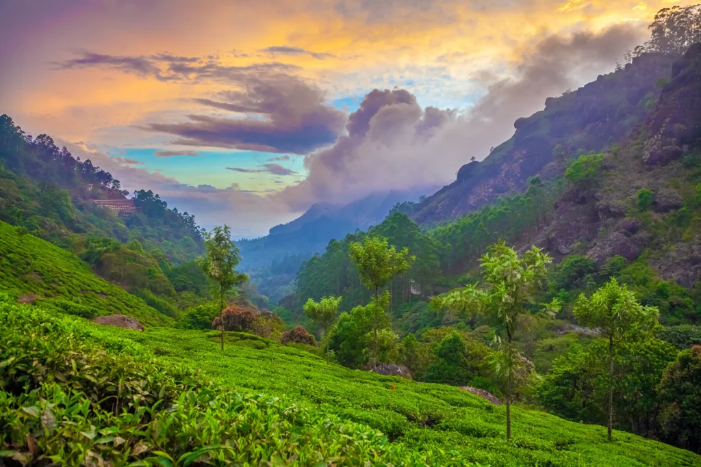 Munnar - Best Places to Visit in Kerala