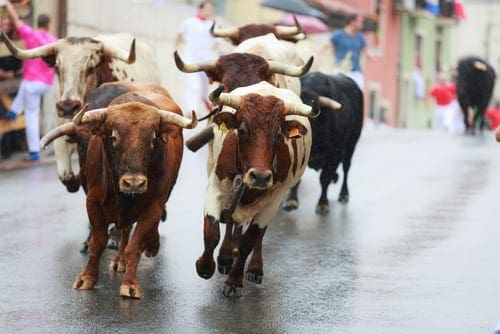 Running of the bulls - Most Deadliest Sports in the World