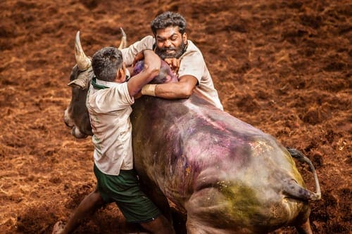 Jallikattu - Most Deadliest Sports in the World