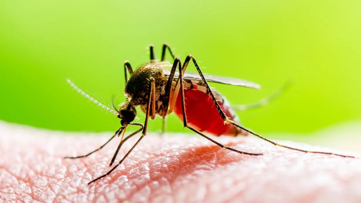 dengue and malaria kits