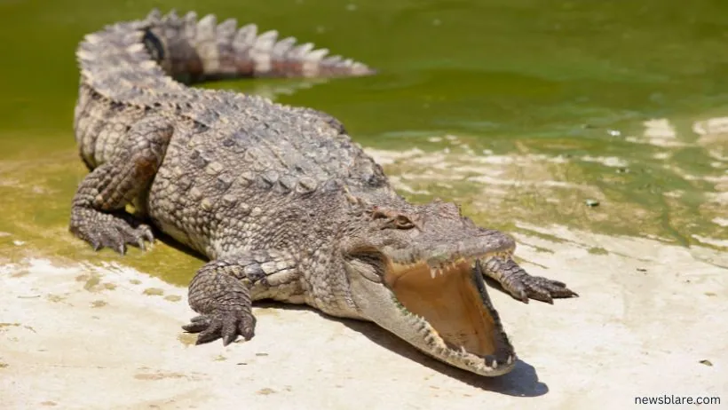 Crocodilia reptiles best climate