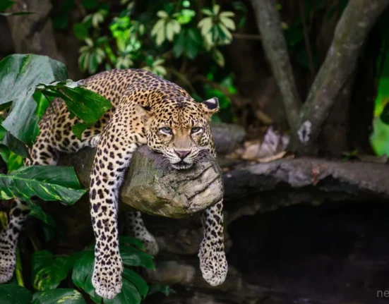 Leopard drinks liquor forgets himself