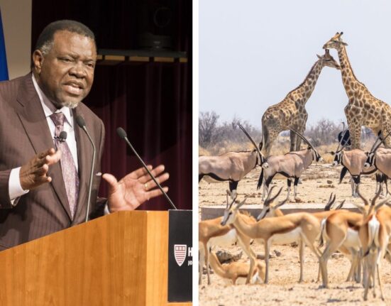 Alarming! Excess shortage of food forces Namibian government to kill more than 700 wild animals