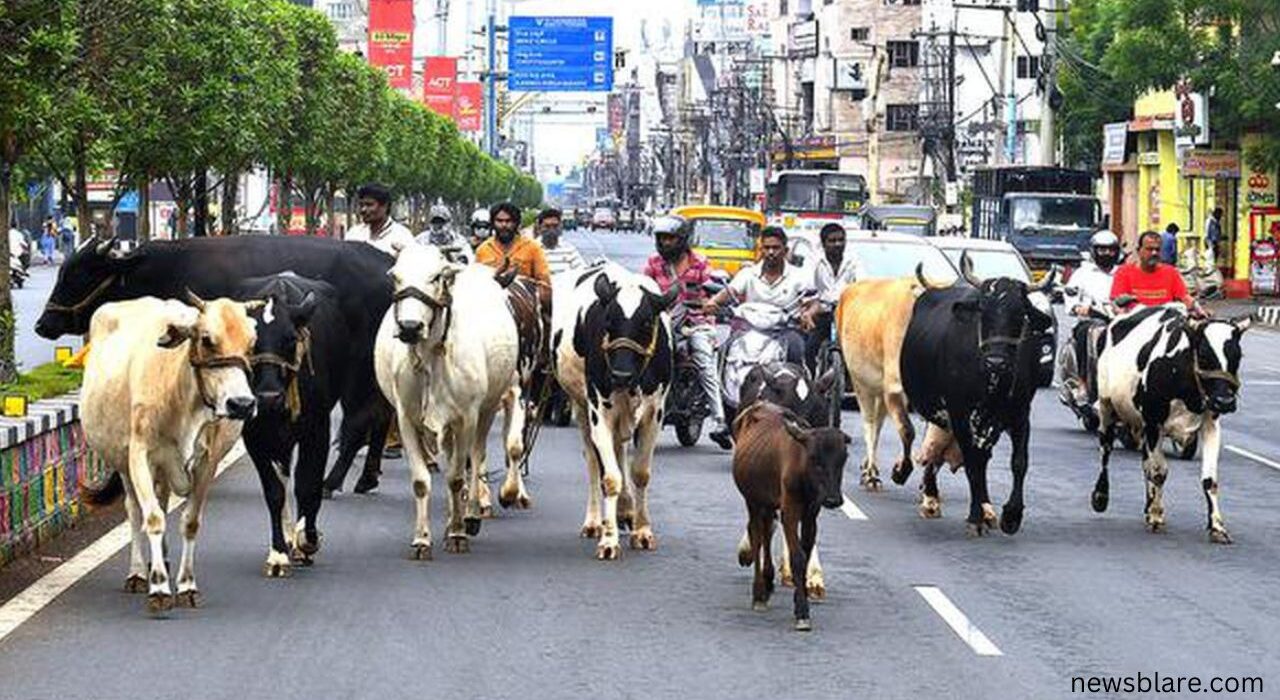 More than 1.5 million stray cattle in Uttar Pradesh recorded