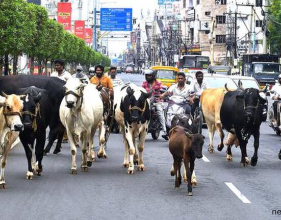 More than 1.5 million stray cattle in Uttar Pradesh recorded