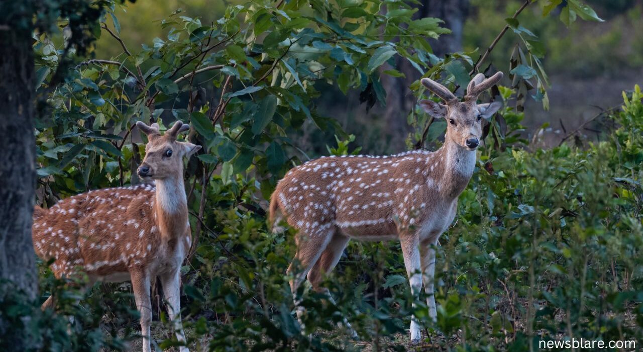 Dhikala Zone of Jim Corbett to Reopen for Tourists on November 15: Check Your Booking days