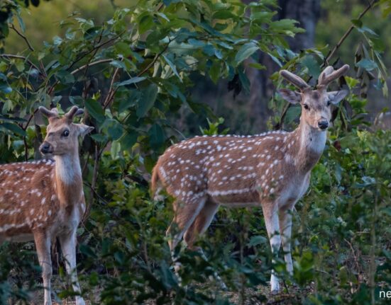 Dhikala Zone of Jim Corbett to Reopen for Tourists on November 15: Check Your Booking days