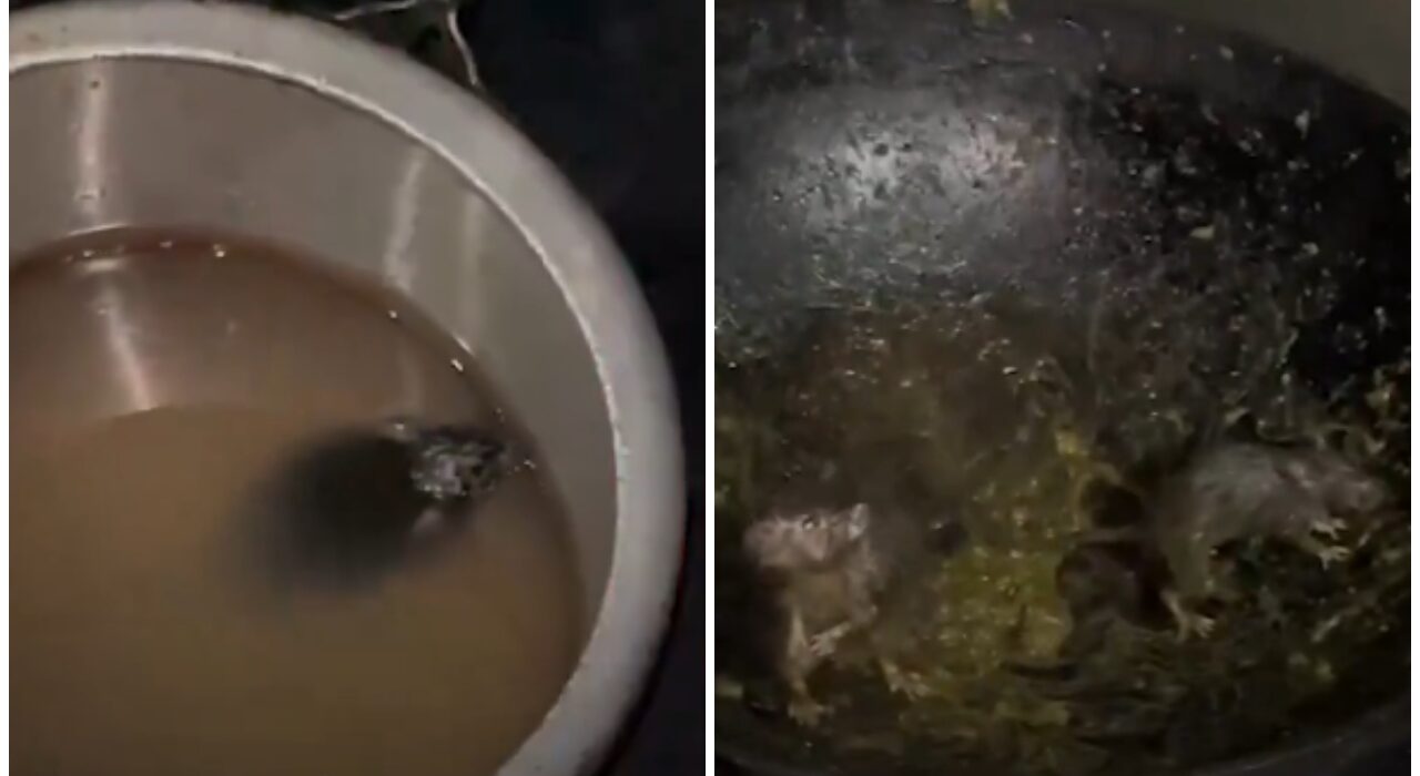 Watch video: Rats roam around in Radha-Krishna Bhawan canteen at IIT Roorkee