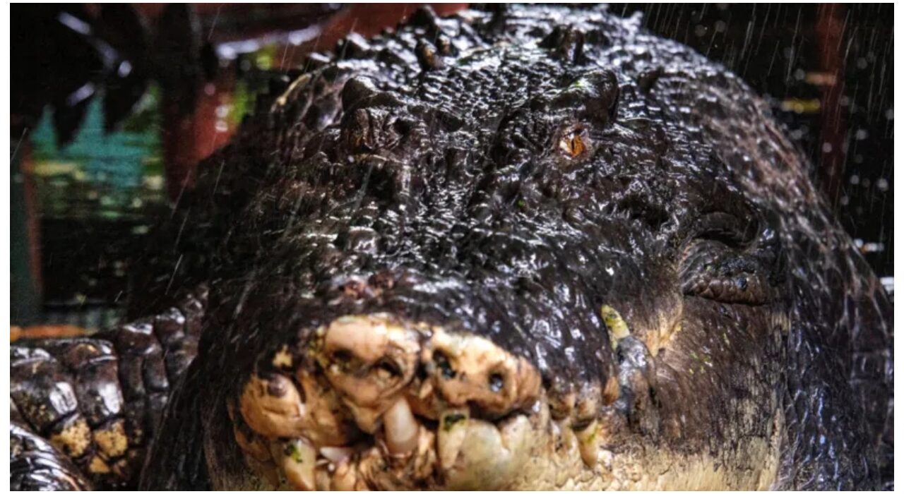 World's largest crocodile in captivity dies at 110