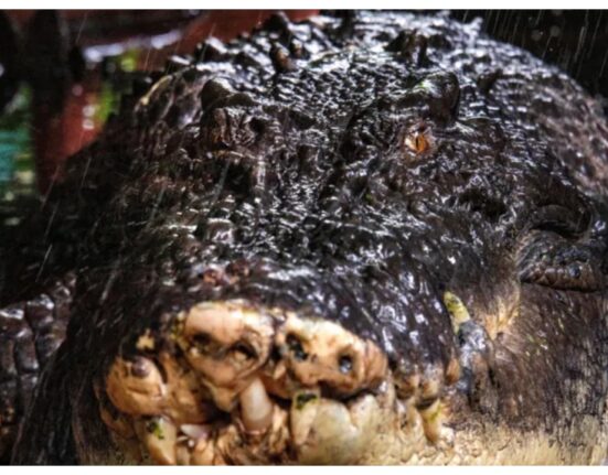 World's largest crocodile in captivity dies at 110