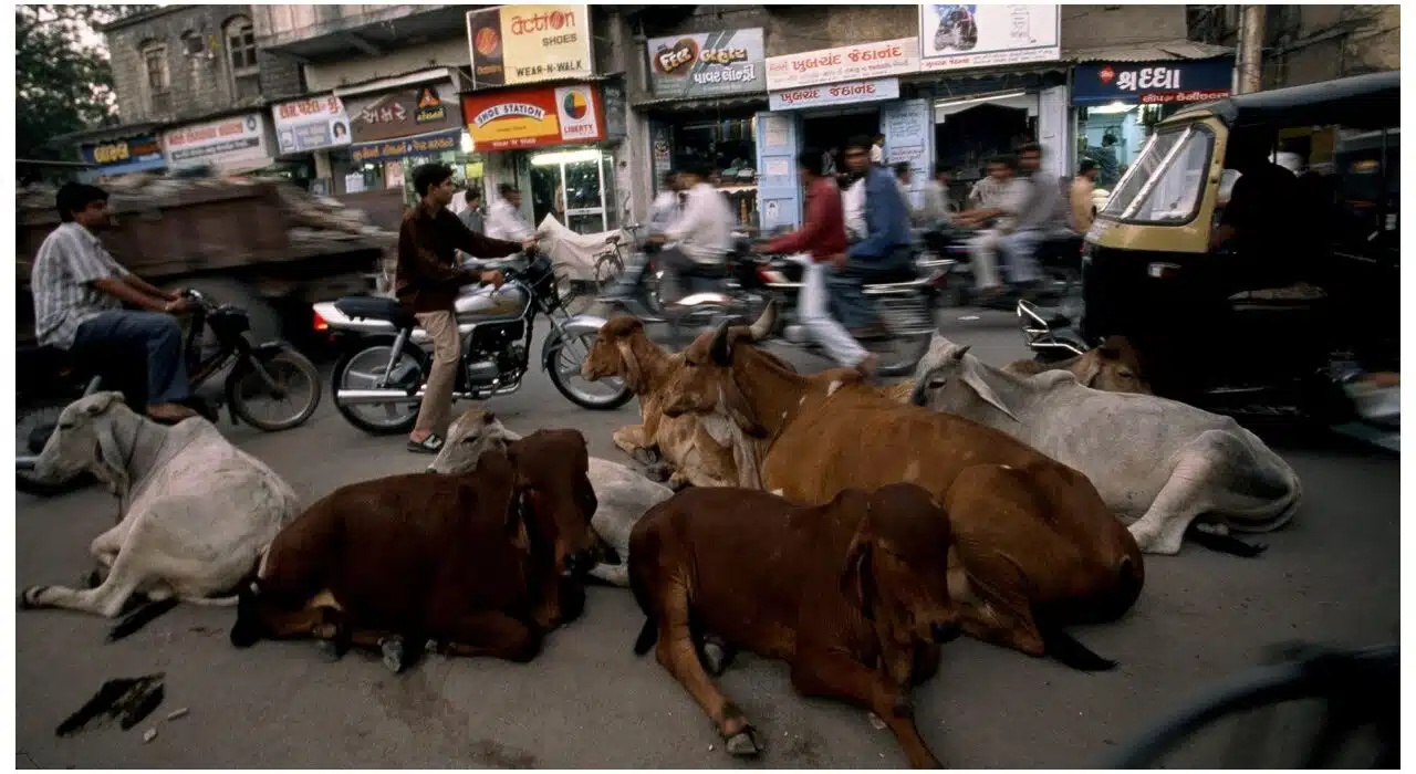 Beef ban in India: A complete guide to laws, politics, and religious practices