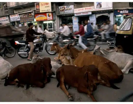 Beef ban in India: A complete guide to laws, politics, and religious practices