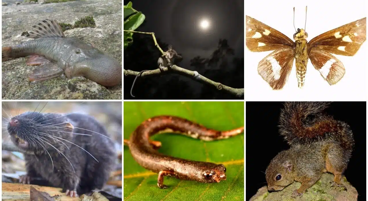 27 new species unveiled in Peru, swimming mouse is one of them