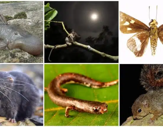 27 new species unveiled in Peru, swimming mouse is one of them