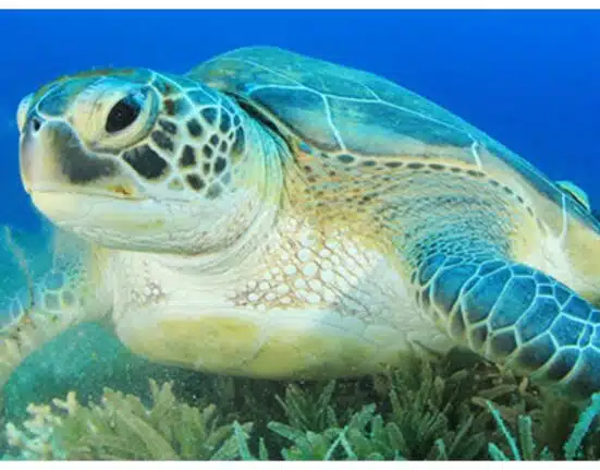 People and animals die after consuming sea turtle stew in Philippines' village