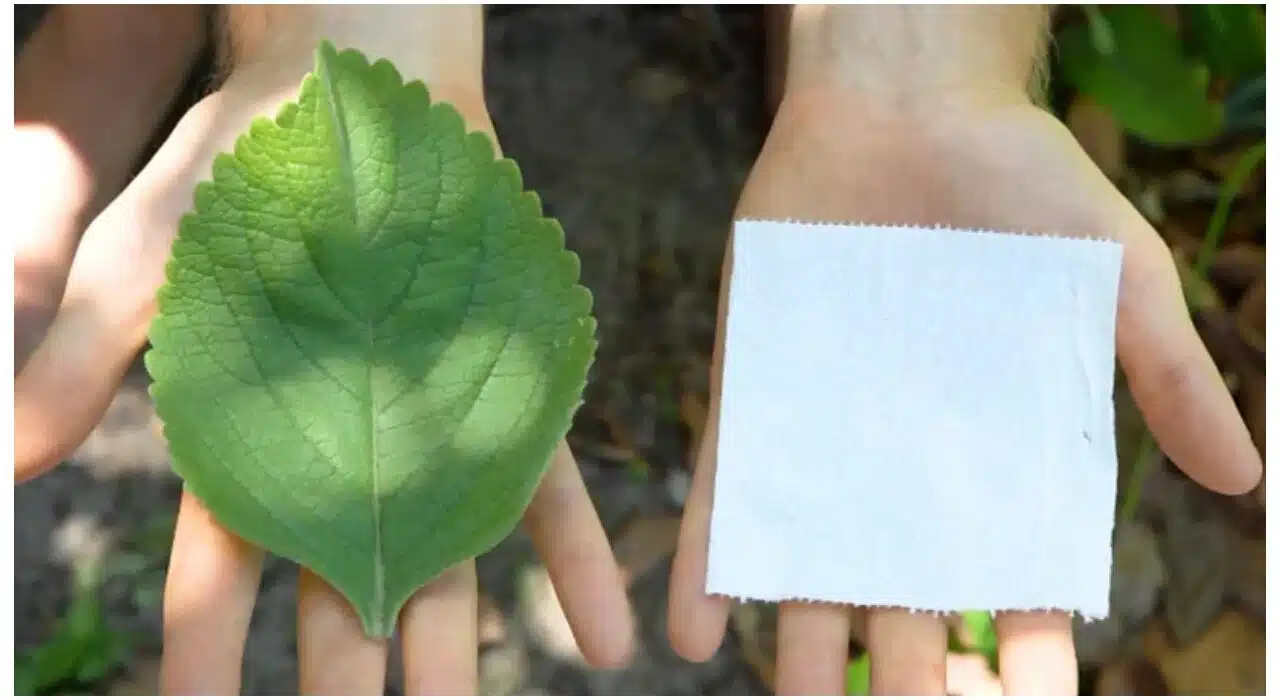 You should consider growing your own toilet paper now: Here is why