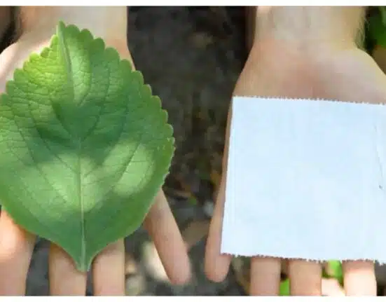 You should consider growing your own toilet paper now: Here is why