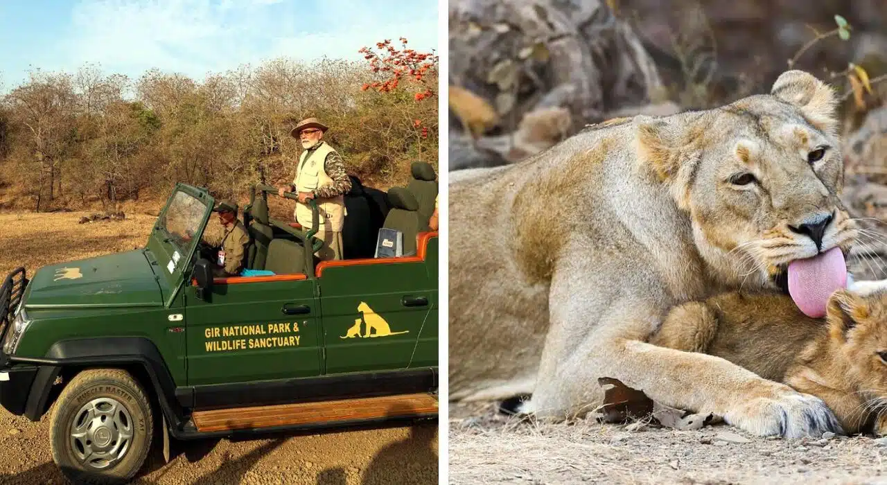 PM Modi went on Lion Safari at Gir Wildlife Sanctuary, Gujarat