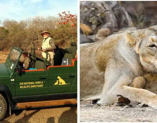 PM Modi went on Lion Safari at Gir Wildlife Sanctuary, Gujarat