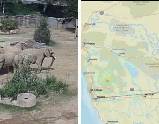 Elephants huddle at San Diego safari park to protect calves during 5.2-magnitude earthquake