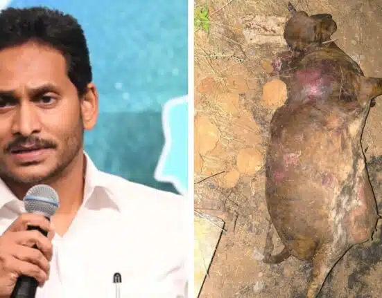 TTD denied Allegations on Jagan Reddy party leader for 100 cows deaths