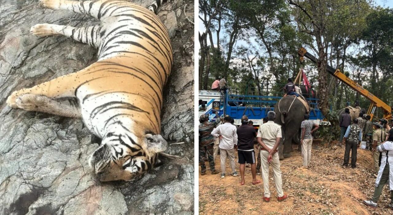 Tigress and 4 Cubs Found Dead in Karnataka, Order Issued to Sent DCF, ACF, RFO on compulsory leave