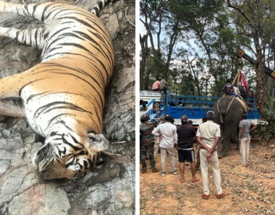 Tigress and 4 Cubs Found Dead in Karnataka, Order Issued to Sent DCF, ACF, RFO on compulsory leave