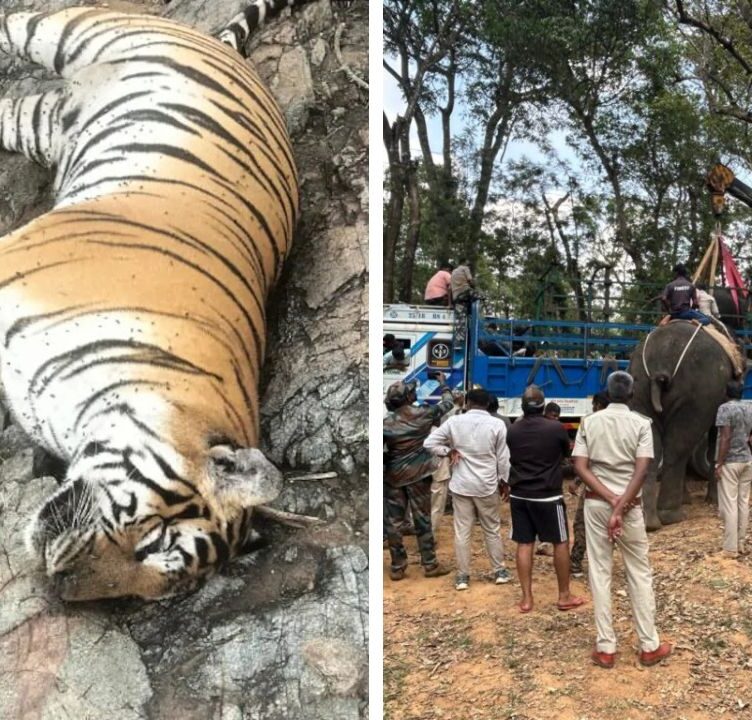 Tigress and 4 Cubs Found Dead in Karnataka, Order Issued to Sent DCF, ACF, RFO on compulsory leave