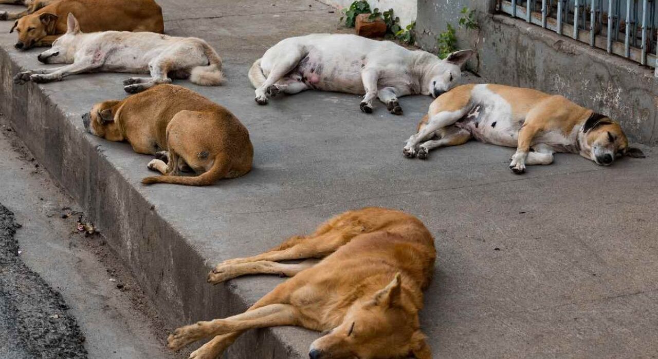 49 New Rabies Cases Found in Delhi, Over 65,000 Stray Dogs Sterilised in 6 Months Period