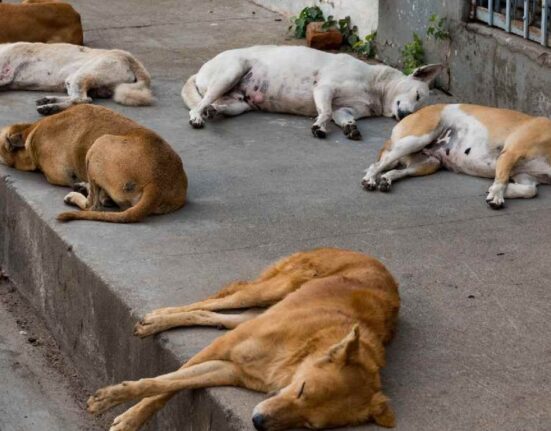 49 New Rabies Cases Found in Delhi, Over 65,000 Stray Dogs Sterilised in 6 Months Period