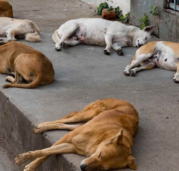 49 New Rabies Cases Found in Delhi, Over 65,000 Stray Dogs Sterilised in 6 Months Period