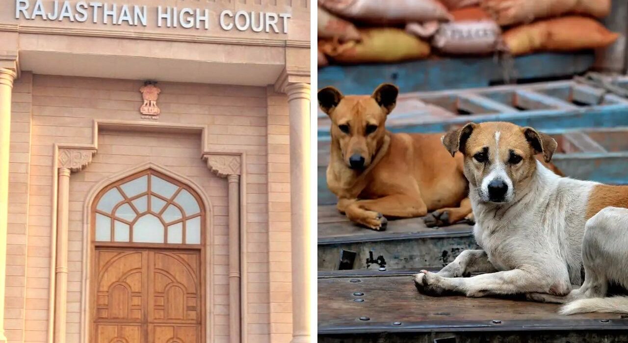 Rajasthan High Court Issue Order for Removal of Stray Dogs to Reduce Harm