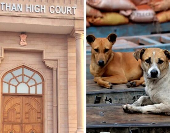Rajasthan High Court Issue Order for Removal of Stray Dogs to Reduce Harm