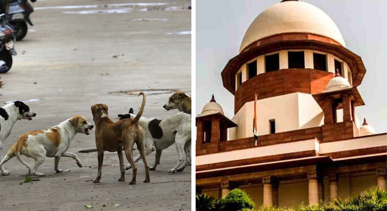 Supreme Court Big Orders After Rabies Attack All stray dog shifts to shelters