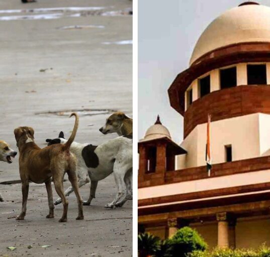 Supreme Court Big Orders After Rabies Attack All stray dog shifts to shelters