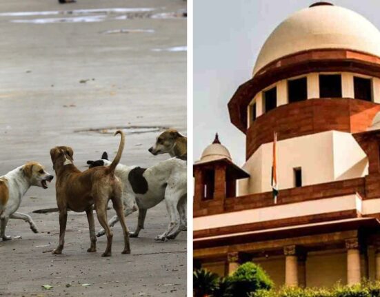 Supreme Court Big Orders After Rabies Attack All stray dog shifts to shelters