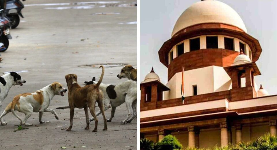 Supreme Court Big Orders After Rabies Attack All stray dog shifts to shelters