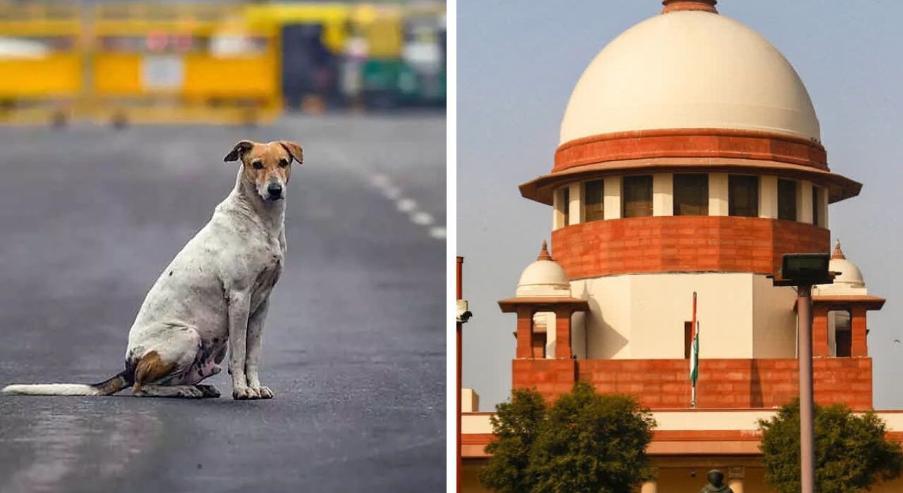 Supreme Court Modify the Stray Dogs Order, Release after sterilization