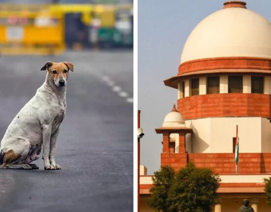 Supreme Court Modify the Stray Dogs Order, Release after sterilization